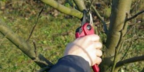 Zašto je važno pravilno orezivati ​​stabla jabuke?